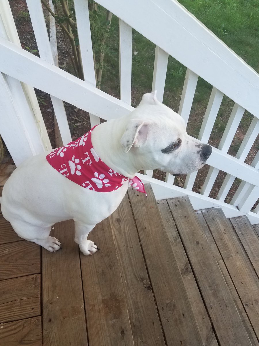 mizzes_lc's tweet photo. Irie looking cute with her Tmobile pet bandana. She's the new Barrett Pkwy mascot lol @NIKKILENA #straightouttaNWGA https://t.co/GV9LbU4Dhs