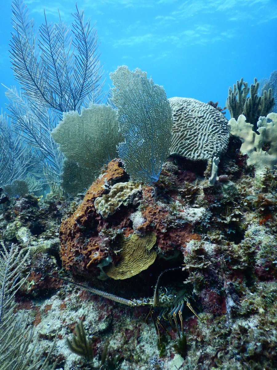 PNUDHonduras's tweet photo. En el mar Caribe hondureño está el 2do coral + grande y mejor conservado del mundo ¿Por qué es importante cuidarlo? https://t.co/wQOqWasM1g https://t.co/vgvpMFAvez