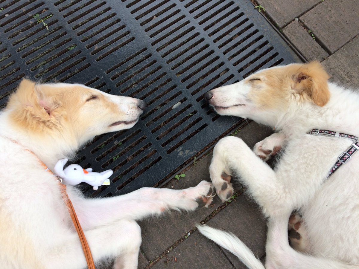 「ボルゾイ」に見つめられる毎日 borzoi」のYahoo!リアルタイム検索 - X（旧Twitter）を