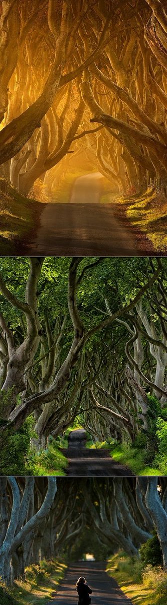 5_Rodon's tweet image. 