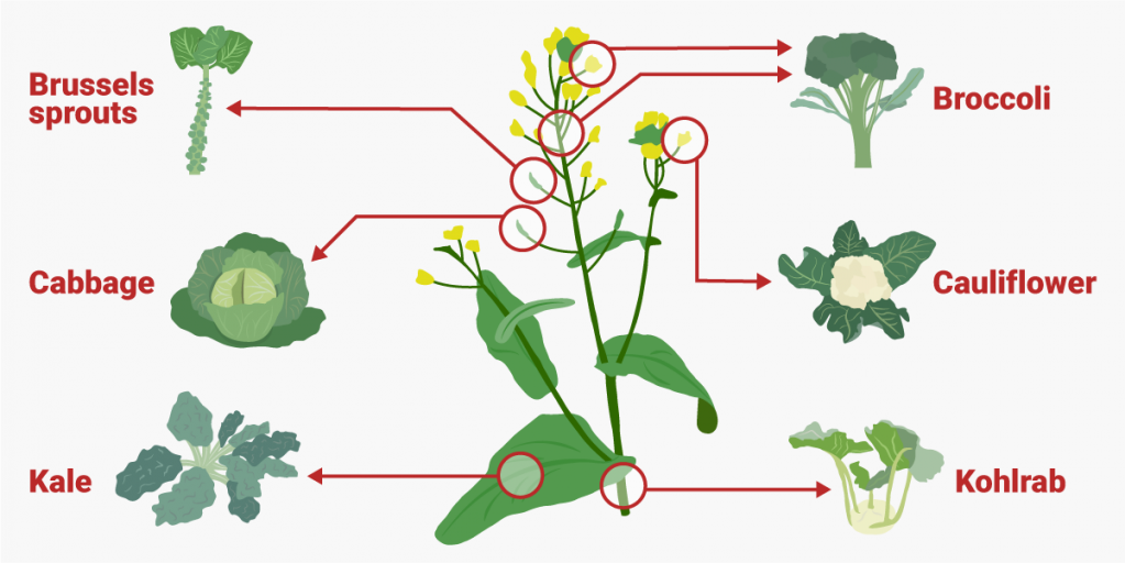 BusinessInsider's tweet photo. These 6 common vegetables are actually all the same plant species https://t.co/jW1G3OuSmY https://t.co/ktaLeOBfdQ
