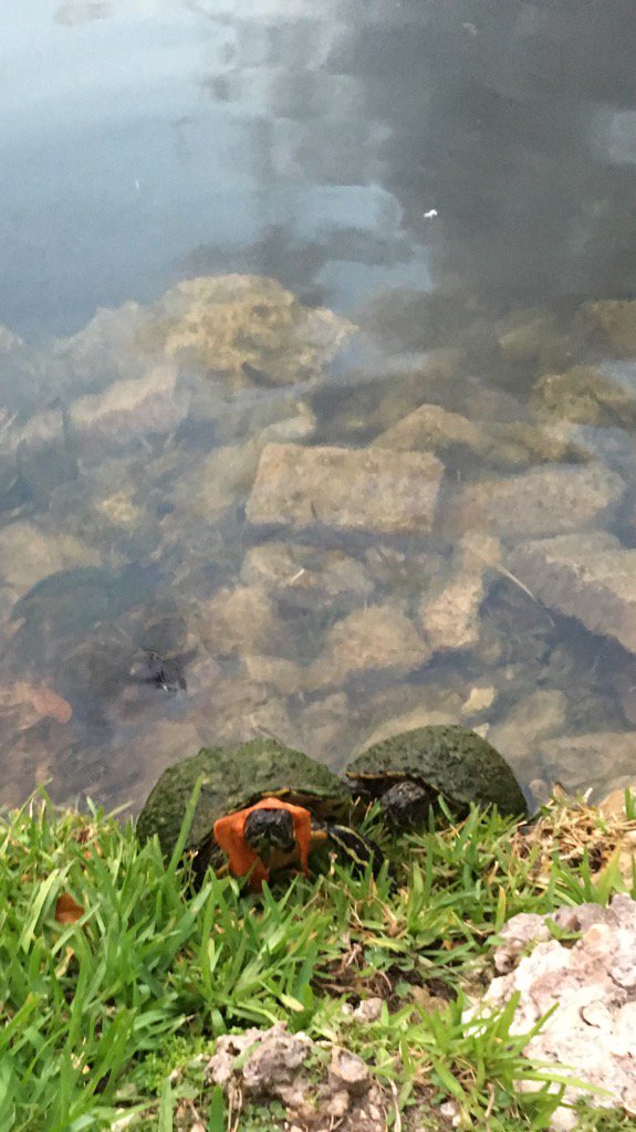 DianeEarnhardt's tweet photo. A Mother's Job is never done.. π΄π’ππ’π΄ #TurtleFeeding / She's blind in her right eye.. #OneEyedTurtle π’ #NoJoke π’π΄ππ’ππ΄ https://t.co/TXRoRgotPf