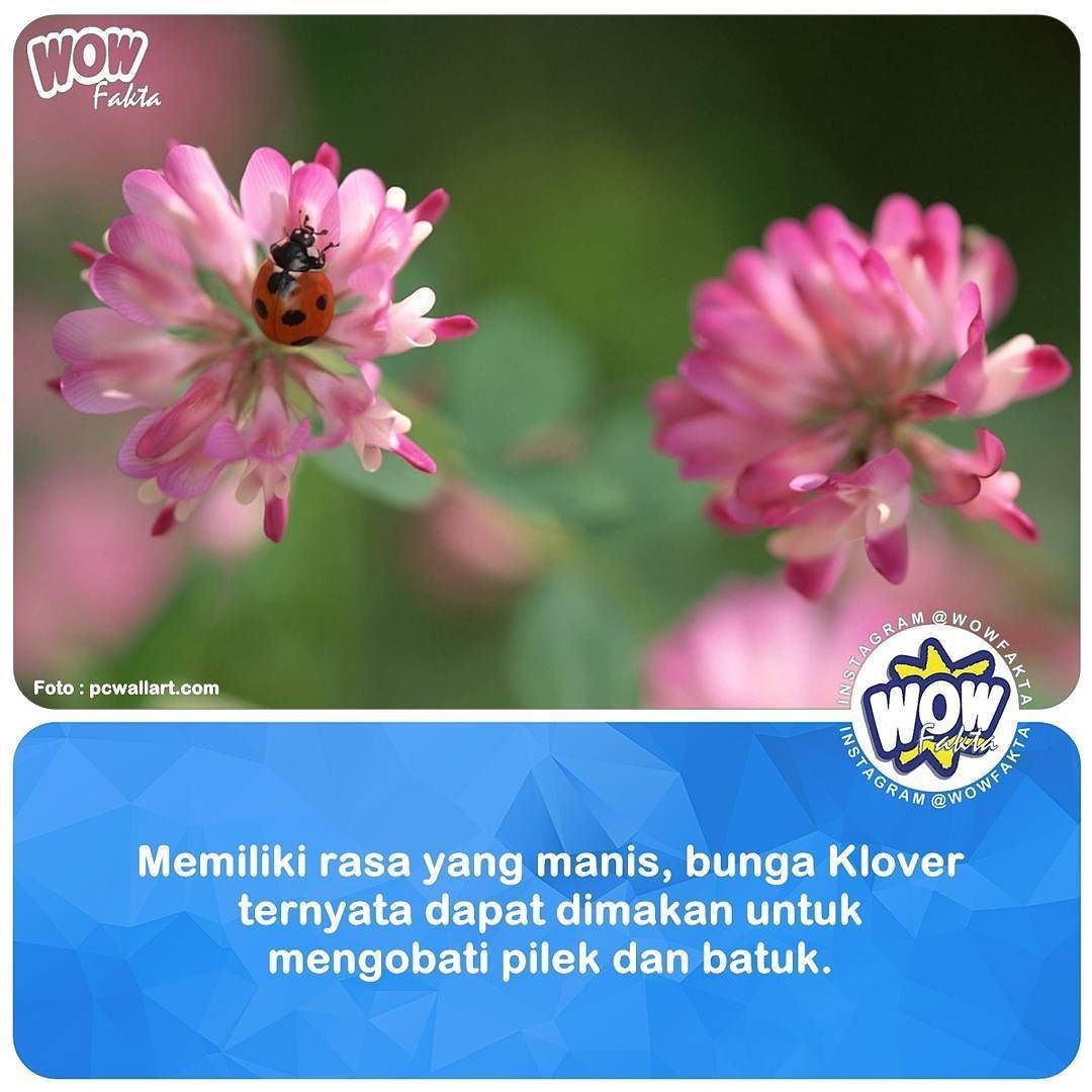 ift.tt/2qkAhoD [#wowfakta] Bunga yang tampak sederhana ini cukup ampuh dalam meningkatkan kesehatan Anda. …