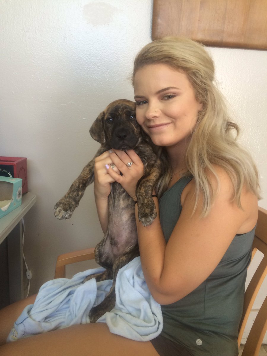 Jnr48Reed's tweet photo. Doggo number 2.  Rex https://t.co/8Zbn2Njb0K