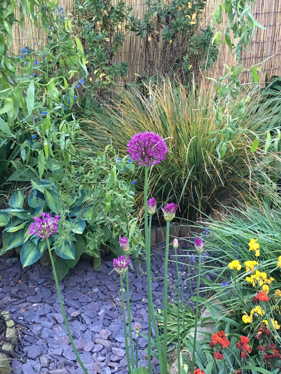 PhotographyKb's tweet photo. First Alliums of the season sparkling today, sure sign summer is just around the corner #felixstoweinflower @felixstowemag #flowers https://t.co/qAYFvQa92N