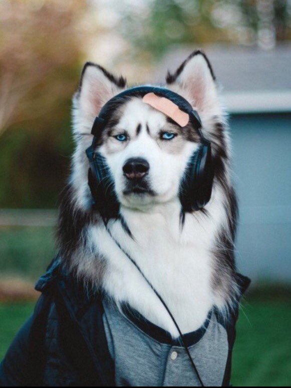 if clay Jensen was a dog...still a cutie😻 <a href="/dylanminnette/">Dylan Minnette</a> <a href="/13ReasonsWhy/">13 Reasons Why</a>