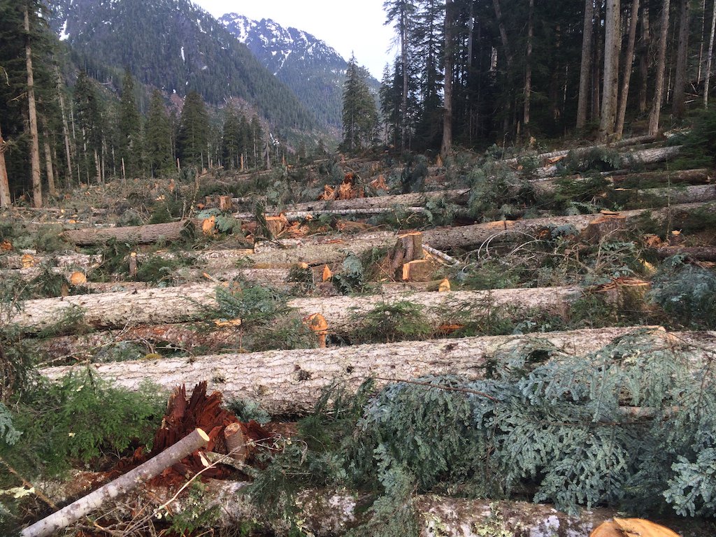 SibolaMtFalling's tweet photo. Beautiful timber laid out perfectly! #WestCoastFalling #BcLoggers https://t.co/uOUaZebxOr