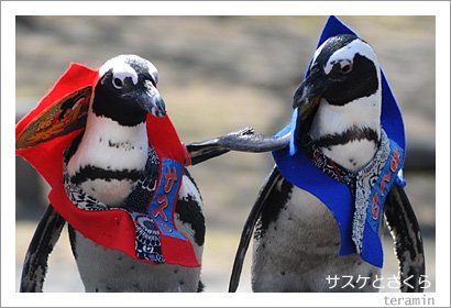 Remember about the penguins named Sasuke (サスケ) and Sakura (さくら)? 😂

#SasuSaku #Naruto #Uchiha #ナルト