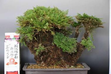あぐり イワヒバ 超巨大株 大根茎 いわひば 幅50センチ 岩松 岩ヒバ いわひば 盆栽 現在価格 1 000円 ヤフオク T Co Memvsq3vhh T Co Di8n6lfjh9 Twitter