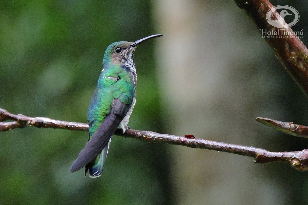 The World's Best Photos of corpoguavio and corporacionautonomiooutomionalguatemalaviocorpoguavio - Flickr Hive Mind