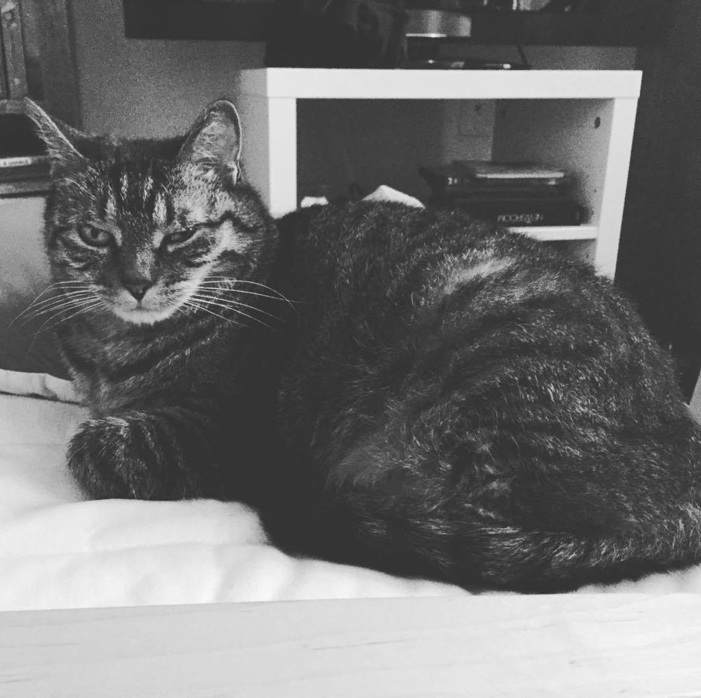 AliceandAtlas's tweet photo. Poang perching.  #catsofinstagram https://t.co/GKO0sP4KUt https://t.co/AWUhR4sImw