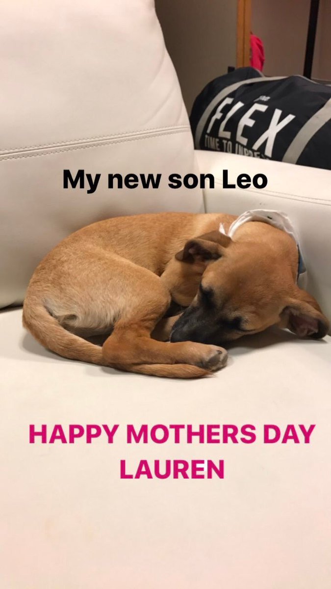 5HBrasil's tweet photo. FOTO | Lauren adotou um cachorrinho hoje chamado Leo! (Via Instagram Story) https://t.co/A2YUn2rAn4
