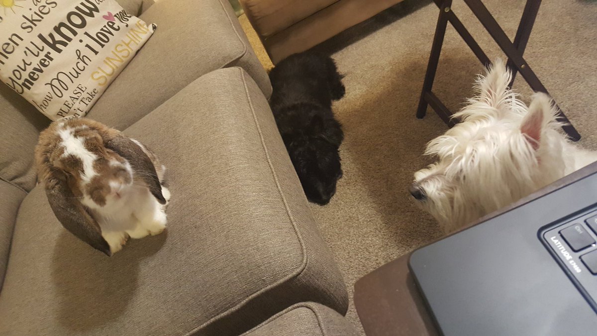 JaeRoeRey's tweet image. Evening helpers while catching up on #TINYpulse feedback from the @NeoGenomics team!