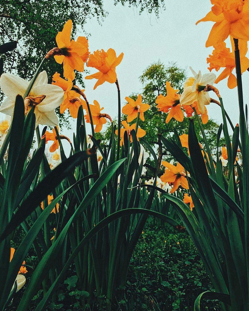 Narcisses Hashtag On Twitter