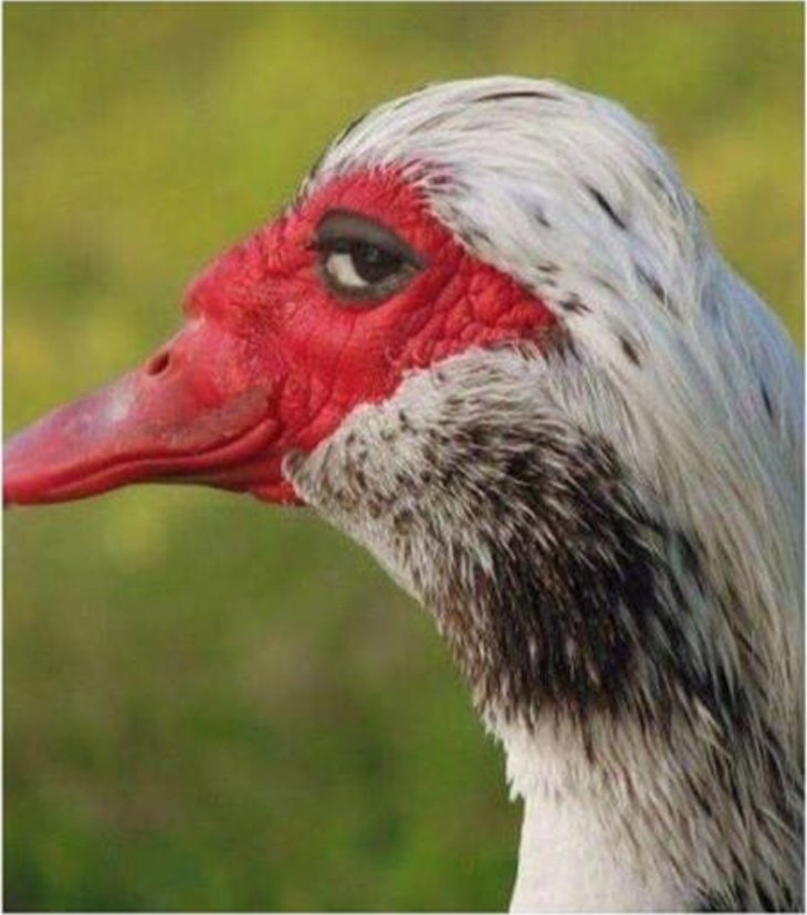 VideoGaIore's tweet photo. Me when all I see is Spinny Fidget on my TL 😒 https://t.co/mdQj0nRp9m