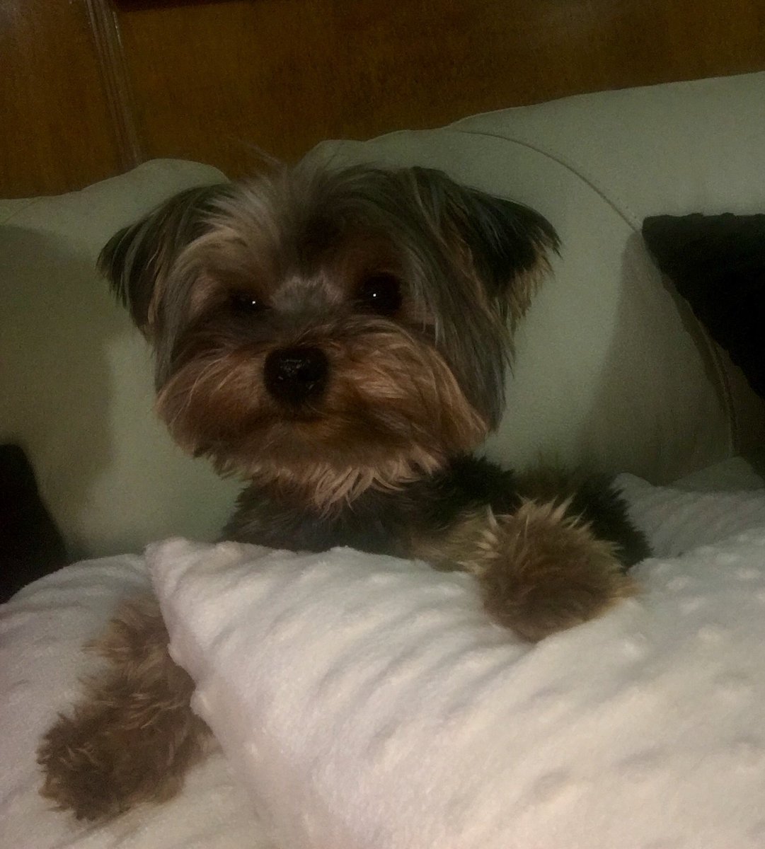 FernandaSasse's tweet photo. #selfietime #Tysson #truelove #loamo❤️ #Tayito 😍🐶💕😘 #vidadeperro https://t.co/CQ9C6Y7JMK