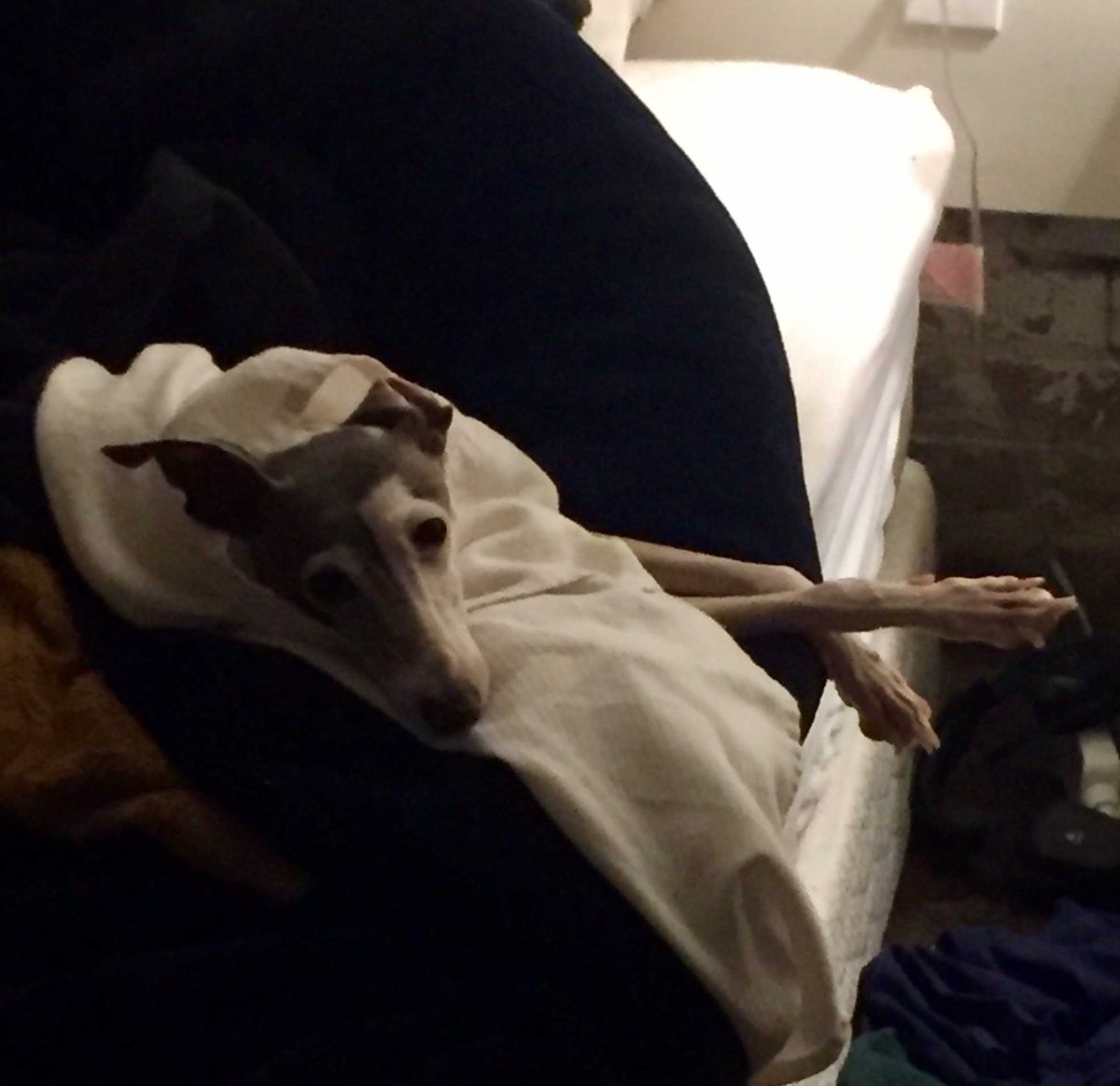 Is it #monday morning already!? #Ihatemondays #dogsoftwitter