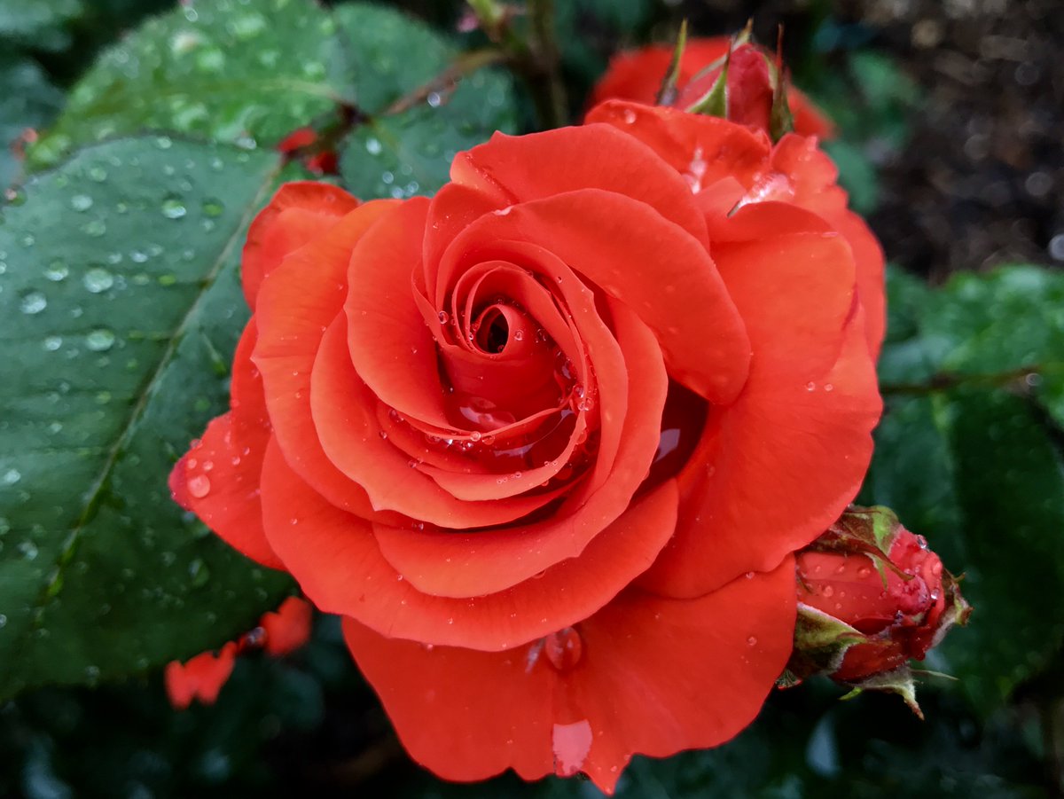 福岡大学 Twitterissa 七隈花便り 39 バラ 薔薇 Rose 灌木 低木 または木本性のつる植物 北半球の温帯域に広く自生 主産地はチベット周辺 中国の雲南省からミャンマー ここから中近東 ヨーロッパ等へ伝播 南半球には バラは自生しない 今 キャンパスのバラ