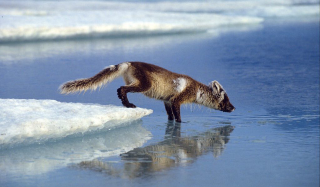 articfoxrule's tweet photo. This picture shows what global warming is doing to our precious arctic foxes #oobio https://t.co/cbniYRlVAB