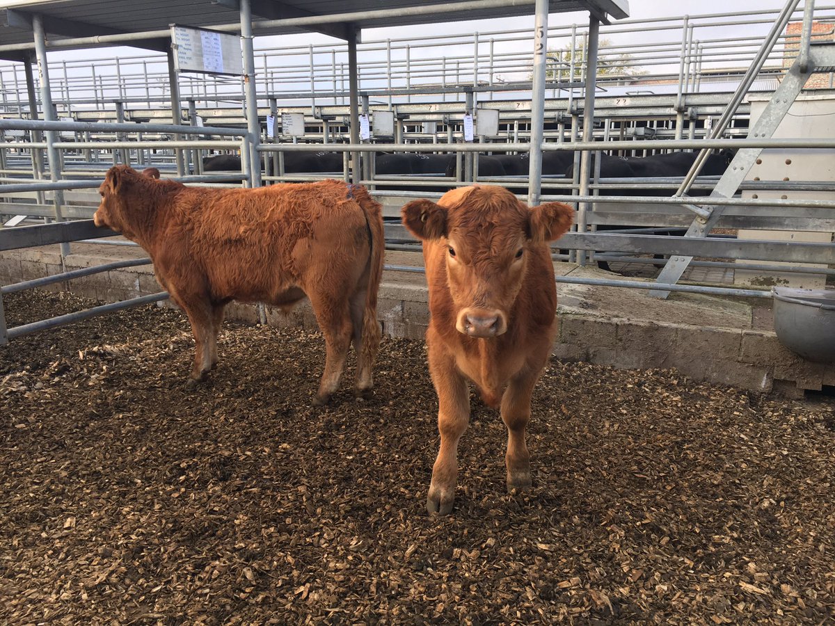 CVLX_Ballarat (@cvlx_ballarat) on Twitter photo These #limousin steers av 427kg made 350c/kg at today's #cvlxprimesale there will be 3000 cattle at Fridays #cvlxstoresale <a href="/JLOldfield/">Jamie-Lee Oldfield</a> These #limousin steers av 427kg made 350c/kg at today's #cvlxprimesale there will be 3000 cattle at Fridays #cvlxstoresale <a href="/JLOldfield/">Jamie-Lee Oldfield</a>