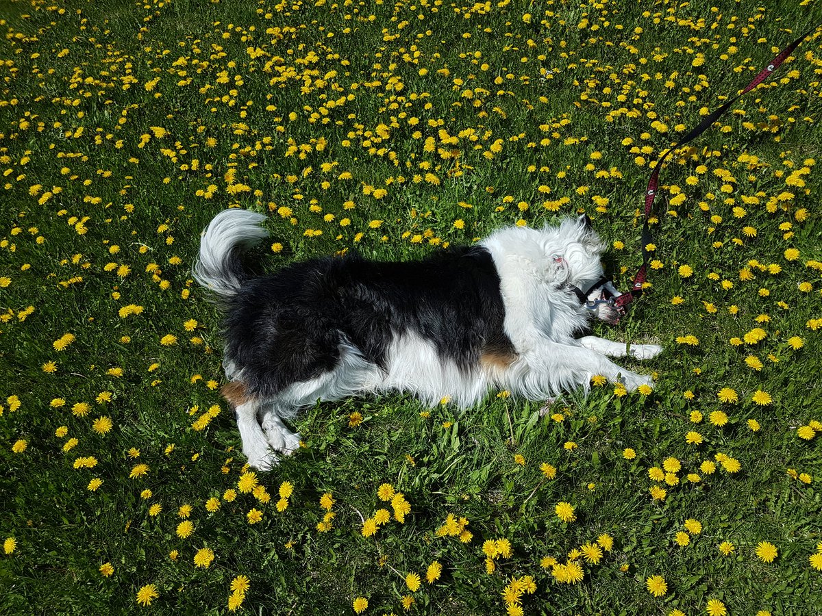 borderKyle's tweet image. I claim these flowers on behalf of my moms on Mothers' Day 💛😚 I love my mothers xoxo 
#MothersDay