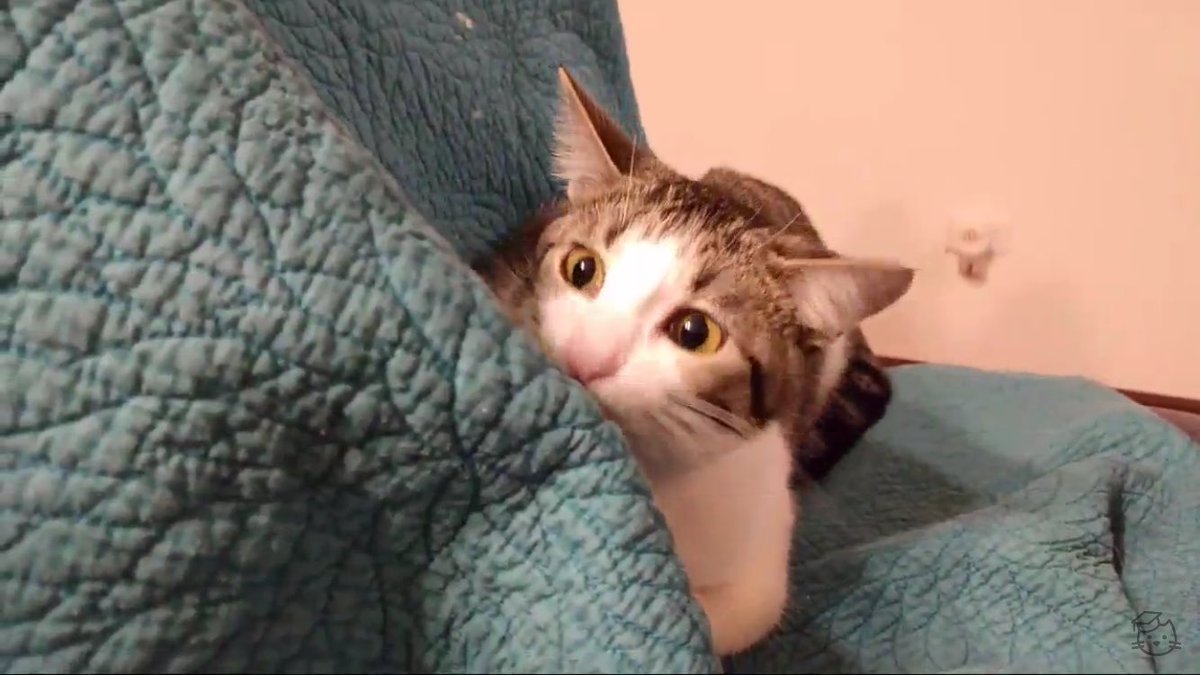 Lisa Ohman on Twitter: "Custaroo cracked me up tonight. What a face