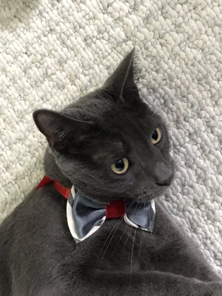 BonnieRotz's tweet photo. @KhanCats @3coolkatz @mill_cats @mirrr_i_Am @Mr_OMalleycat @SimonBallTweets @OliverTomCat @SkittlesFriends @CoolDudeStanley @leo_thetabby @Angeladilanzo @MaxTheTomcat @LonelyIsaacCat @MightyMolasses @Irritating_Cat Smokey in his birthday bow tie from KhanCats!  Love them! ❤️❤️❤️❤️ https://t.co/sUGdebd6zz