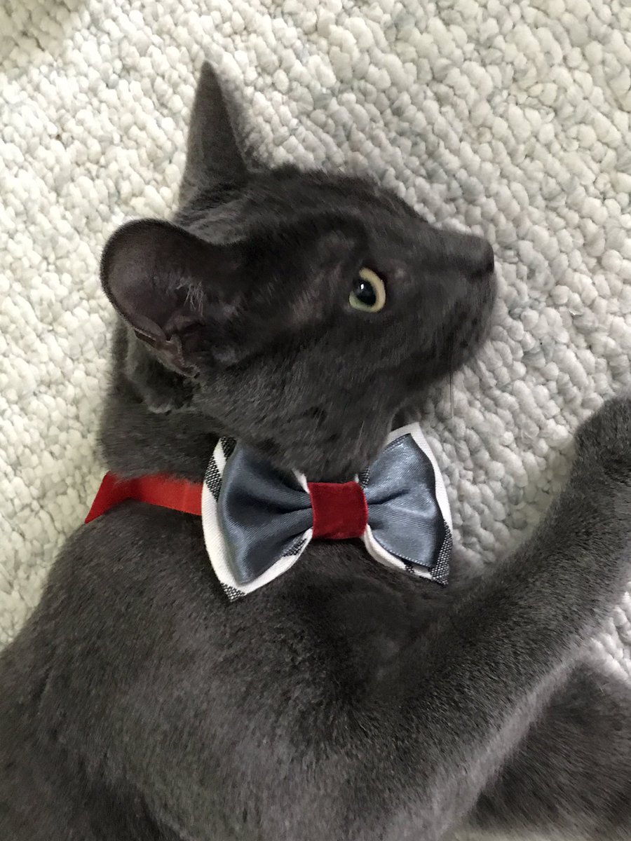 BonnieRotz's tweet photo. @KhanCats @3coolkatz @mill_cats @mirrr_i_Am @Mr_OMalleycat @SimonBallTweets @OliverTomCat @SkittlesFriends @CoolDudeStanley @leo_thetabby @Angeladilanzo @MaxTheTomcat @LonelyIsaacCat @MightyMolasses @Irritating_Cat Smokey in his birthday bow tie from KhanCats!  Love them! ❤️❤️❤️❤️ https://t.co/sUGdebd6zz