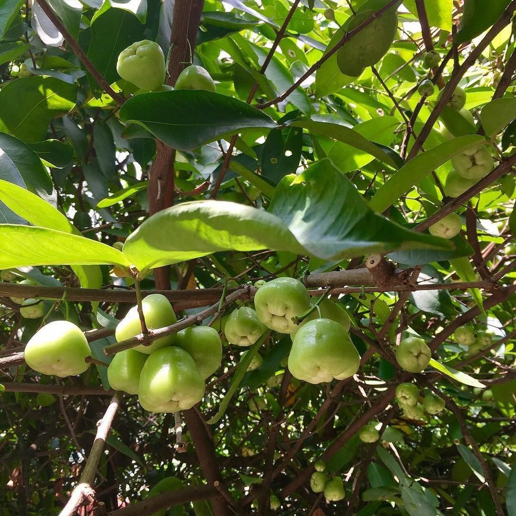 Macopa Fruit Tree Fruit Trees