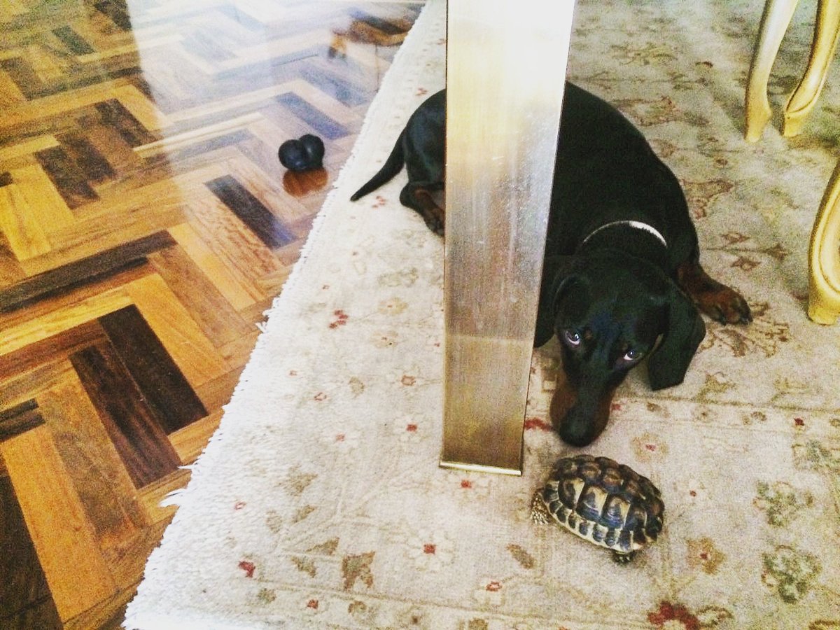 teckelazos's tweet photo. Monty with one of his best friends!🐢
https://t.co/29wgx95jXX
#turtle #diversity #bestfriends #teckel #teckellovers #dachshund #dogtweets https://t.co/yk5yLZcHJG