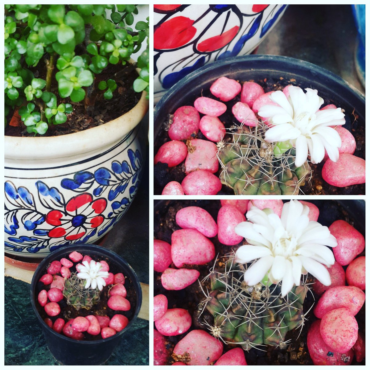 deepaliterature's tweet photo. Love &amp; Care is all we need to grow &amp; blossom. #Cactus #cactuslover #gymnocalycium #loveandcare #happyme https://t.co/u9q89Dtstw
