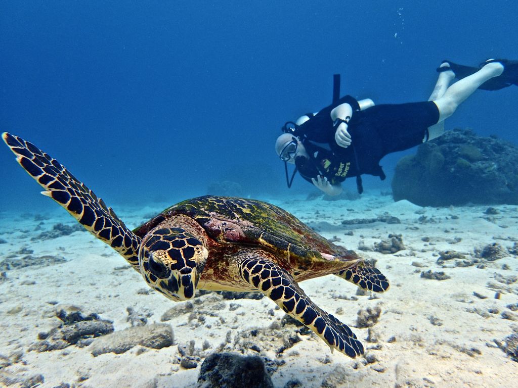 SuperDivers's tweet photo. Not sure about which scuba diving courses we offer? Find out all you need to know here >> https://t.co/dS1rljvi1J https://t.co/qCSSOmf0Fm