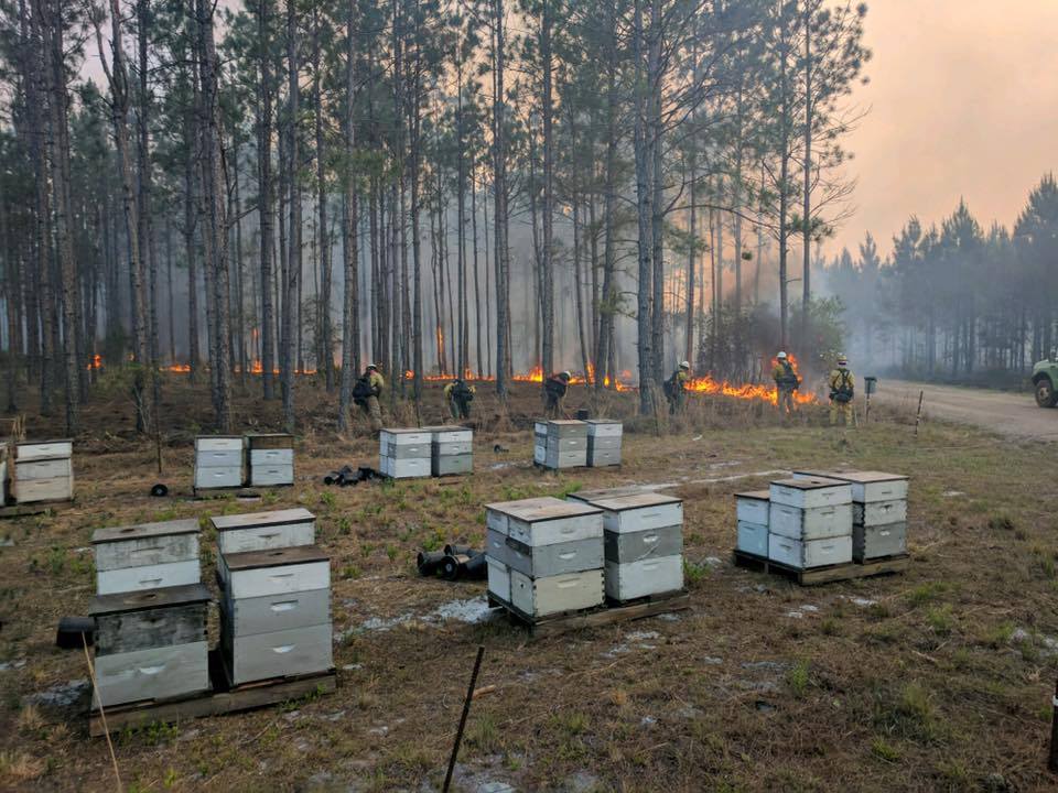FrameCowl's tweet image. 🐝The Importance Of Bees 🐝 1 picture is worth than 1000 words...New Mexico Firefighters, Congratulations!! facebook.com/ActionNewsJack…