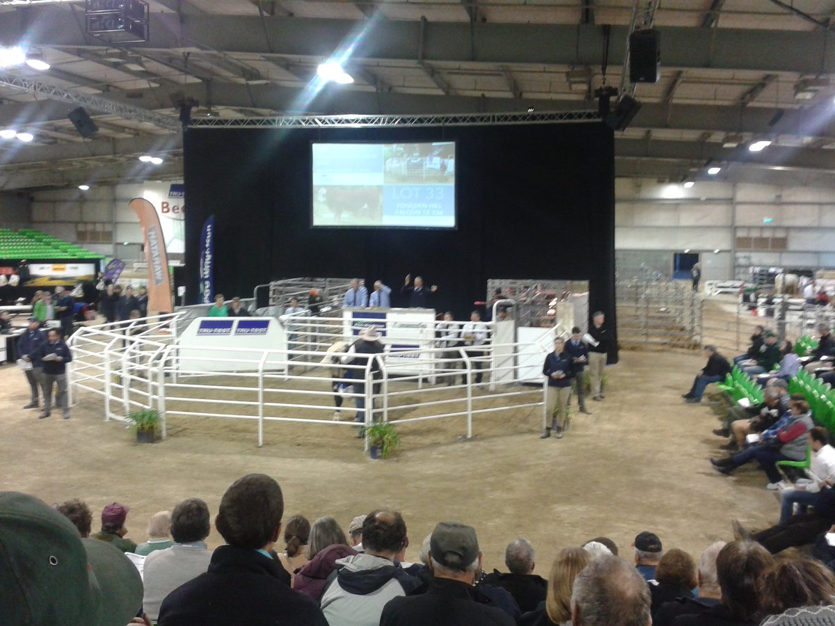 Young &amp; up coming breeder Will Gibson sells Hereford sire Foulden Hill Falcon for $17,000.