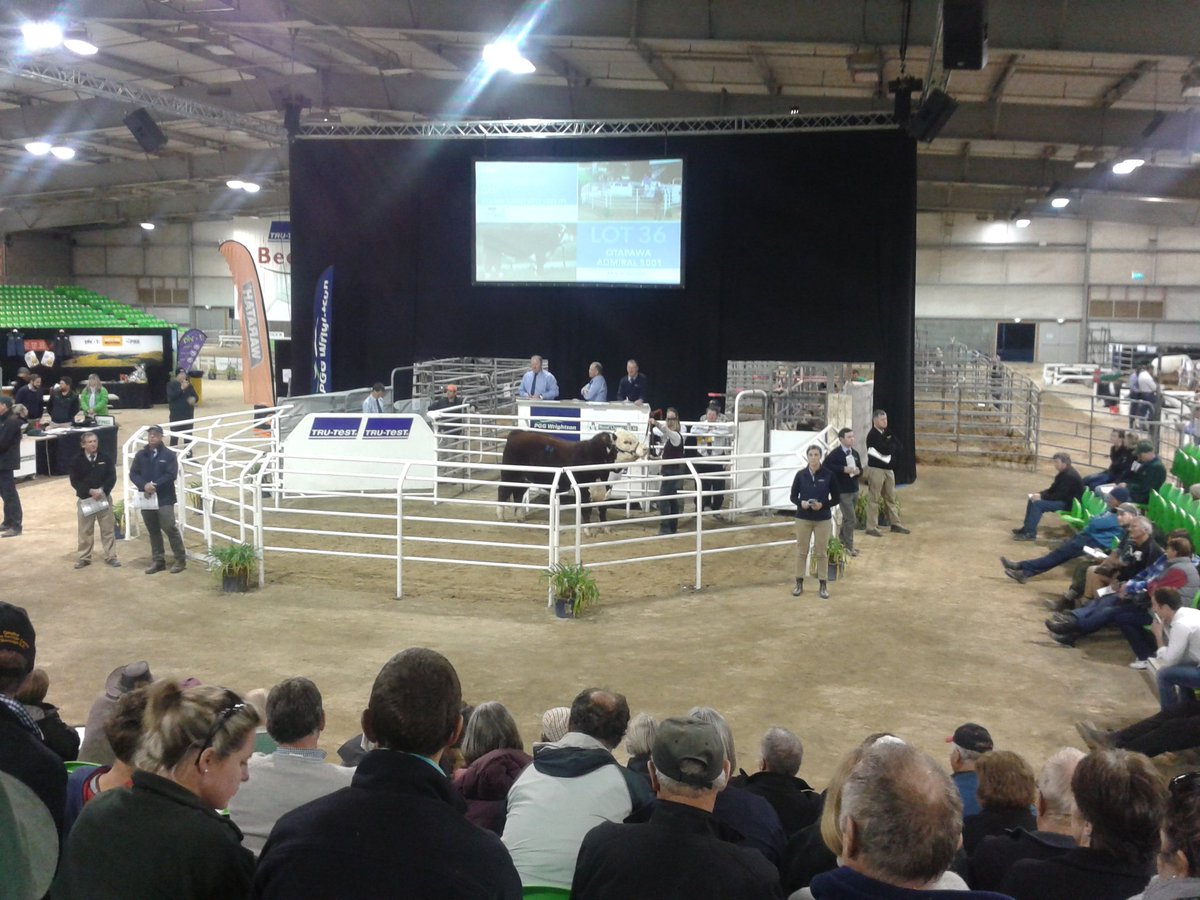 Last Hereford sire in the catalogue Otapawa Admiral sells with a price tag of $32,000.
Heifers next to be sold.