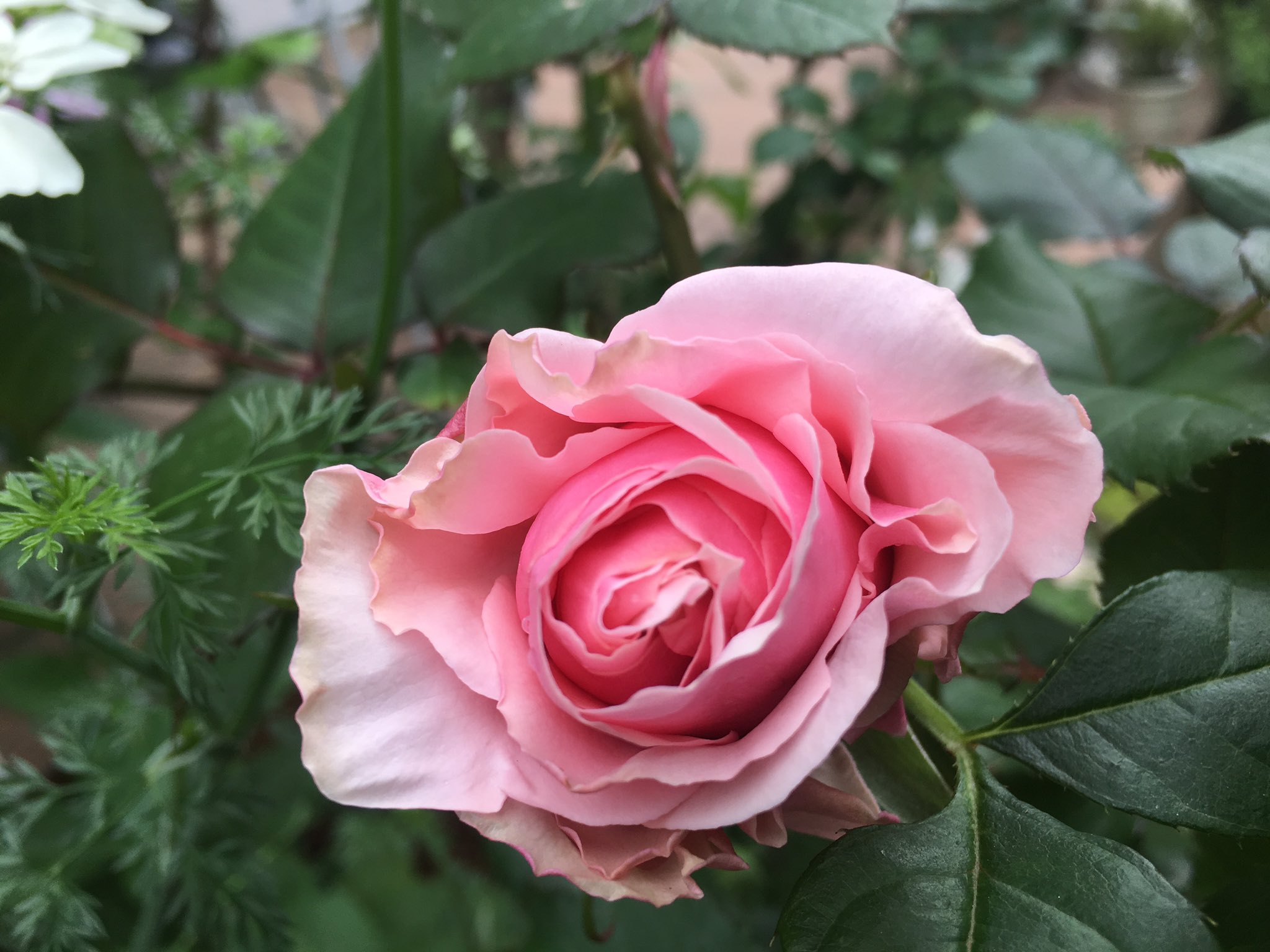 تويتر ブリティッシュ マーケット على تويتر My Garden Diary 待望のバラ開花一号は オードリー ヘップバーン バラ ガーデン ガーデニング 庭 花 園芸 オルラヤ ジキタリス Garden Roses Auderyhepburn T Co Spsjobemv3
