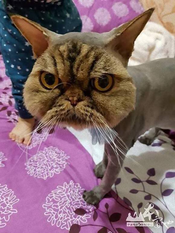 山田ホタテ 台湾在住のペルシャ猫jin Jinさん ライオンカットに失敗し とんでもないヘアスタイル に 数ヶ月後には普通のライオンカットになることができたそうで ホッ T Co Hnrmovyfju 山田ホタテ 台湾在住のペルシャ猫jin Jinさん ライオンカットに失敗し とんでもないヘアスタイル に 数ヶ月後には普通のライオンカットになることができたそうで ホッ T Co Hnrmovyfju