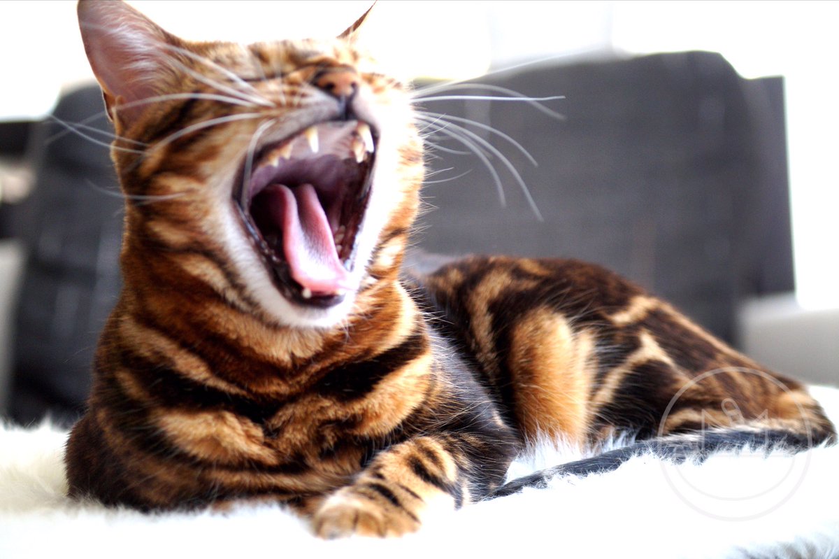 Have a good start into the week! #pawandpurr #cat #catsoftwitter #MondayMorning