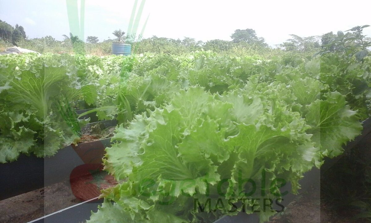 vegmasters's tweet photo. You have to eat right for the fat to take flight.
Call/WhatsApp us on 0241 255 896 to place your order
Home/Office delivery? YES https://t.co/BNVDmoFvyh