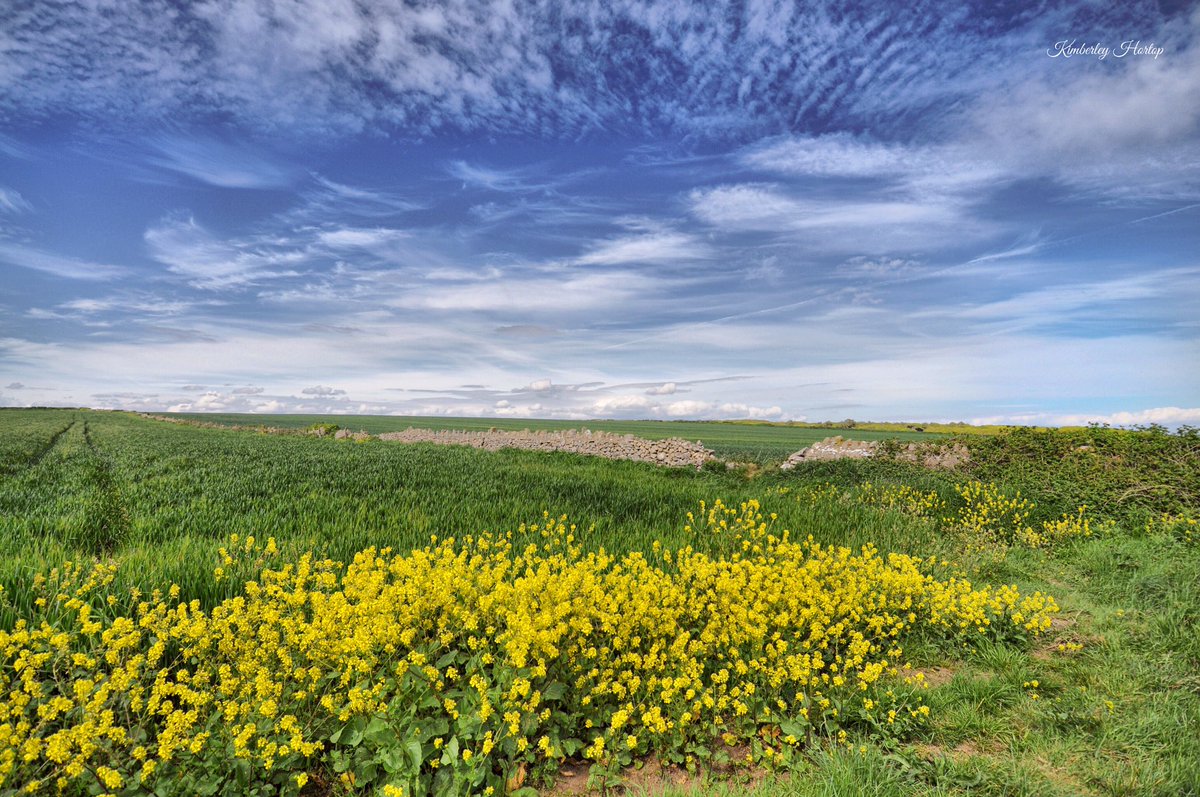 Morning / Bore da folks...
Some sunny Vale of Glamorgan countryside to brighten up the start of the working week #Wales :)