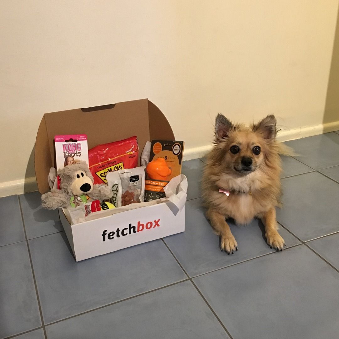 getfetchbox's tweet image. This is one well-loved little pup!

Thanks for posing @pombopuppy

#fetchboxpack #fetchbox #dogsoftwitter #dogs #furbaby #ilovemydog #woof