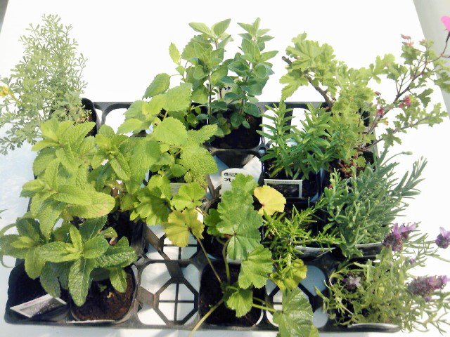 落合ハーブ園 東京仙川店 苗16鉢入荷しました ラベンダーキューレッド ラベンダー濃紫早咲３号 シナモンゼラニウム 写真右 シェルブランドローズゼラニウム ローズマリーサンタバーバラ ローズマリートスカナブルー コモンマロウ