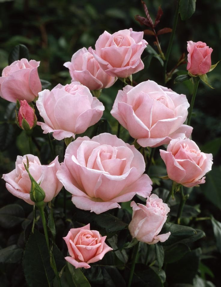 campanaubicua's tweet photo. . #1florcadadía. @evapm74, BUENOS DÍAS! @margaquiros, GRACIAS! @puerto_carmen @melerofloristas @VioletaAmada. https://t.co/83atqH2ng6