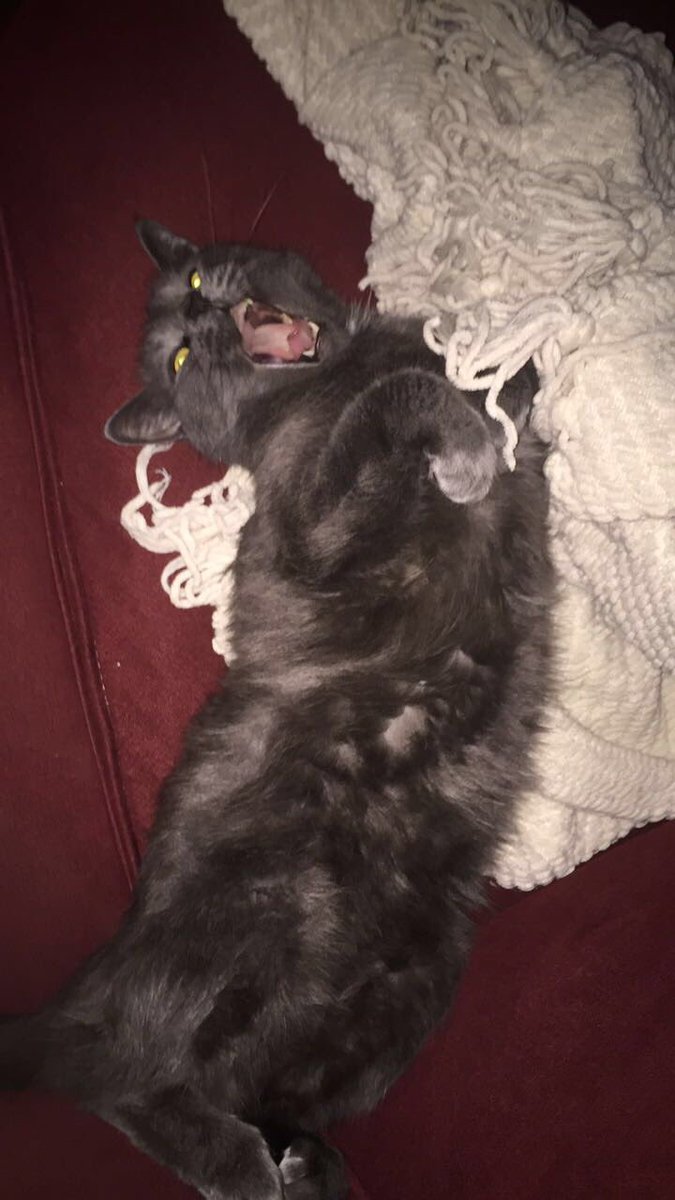 mikool_thecat's tweet photo. #fierce https://t.co/iSEQKICsRi