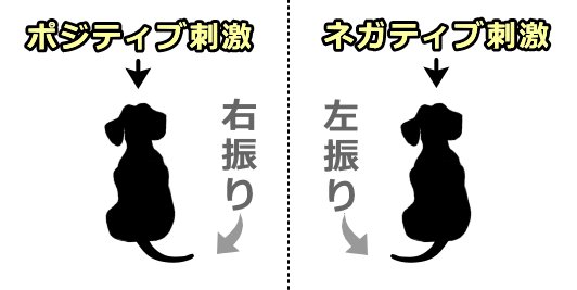 キュートな動物といつまでもいたい Op Twitter 尻尾でわかる犬の感情 イタリアの研究チームによる実験で 大好きな飼い主を見た時など犬 がポジティブな感情を抱いているときは左脳が活性化してしっぽが右振り 面識のない強そうにな犬は左にしっぽを振ることが