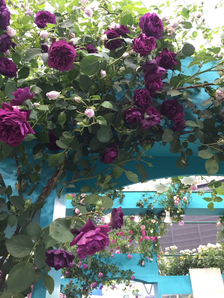 Twitter पर 霜月旬 ロサオリエンティスのオデュッセイア 濃くて渋い鈍紫のつるバラ これに覆われた家から出て来た人には理由もなくドキドキすると思う
