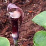 野生のスイーツ？四国の山奥に生えてる植物が完全にアレ!