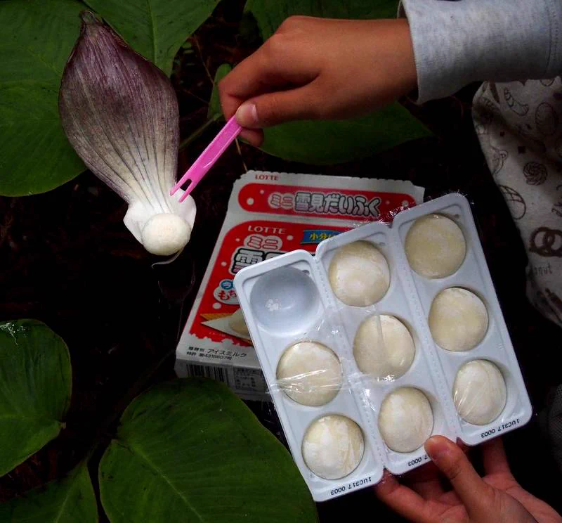 野生のスイーツ？四国の山奥に生えてる植物が完全にアレｗｗｗ