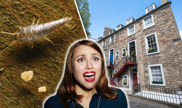 how to get rid of silverfish how to get rid of silverfish