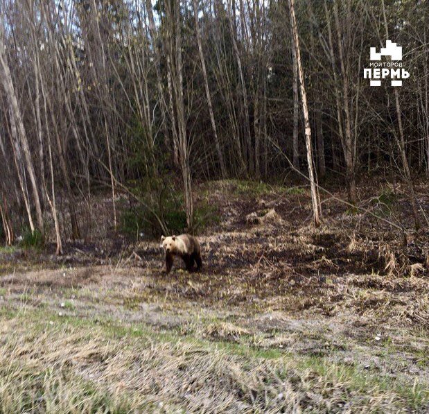 МОЙ ГОРОД - ПЕРМЬ! tweet media